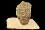 Bargain, Crotalocephalina Trilobite - Foum Zguid, Morocco #84706-1